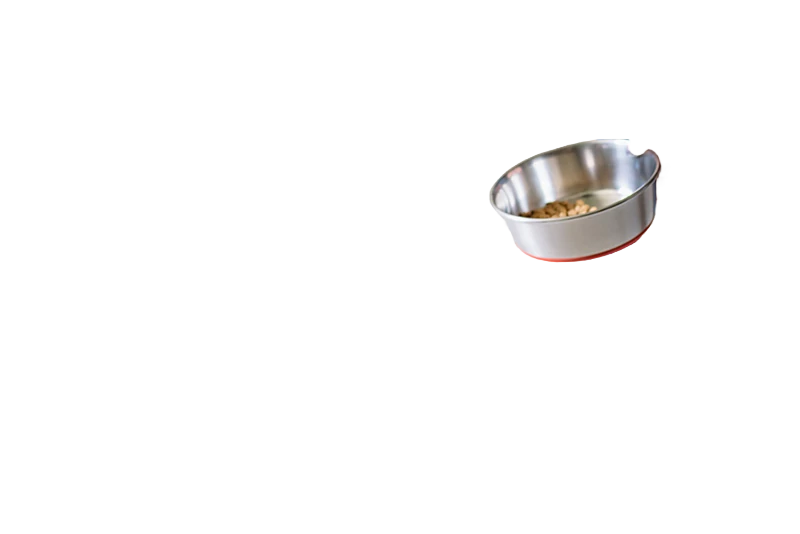 The metal bowl kept from the same photograph, the dog and everything else removed.