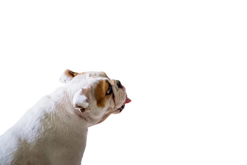The dog kept, everything else removed.