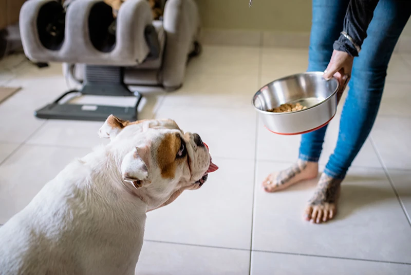 A bulldog looking up at a bowl held by a person in jeans.